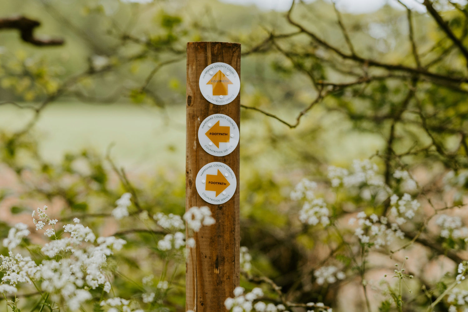 Wooden post with directional Footpath markers surrounded by white flowers and greenery