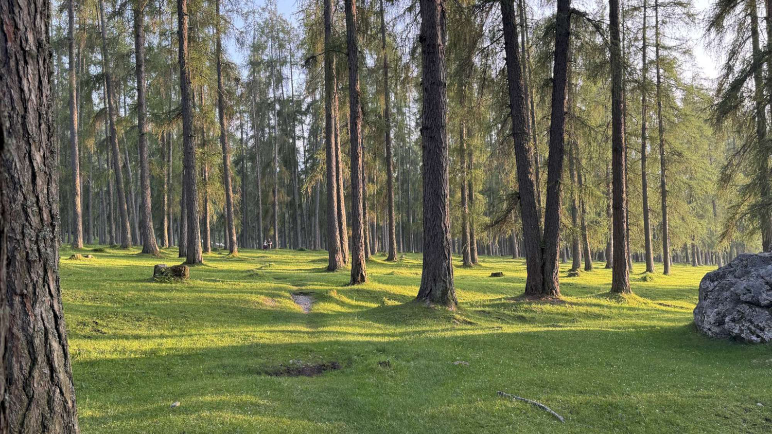 Grassy footpath through Larch Wood
