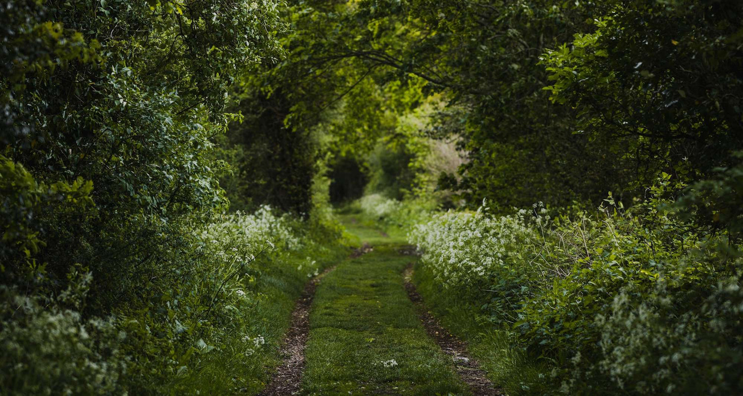 Winding path through a dense forest with greenery and white flowers.