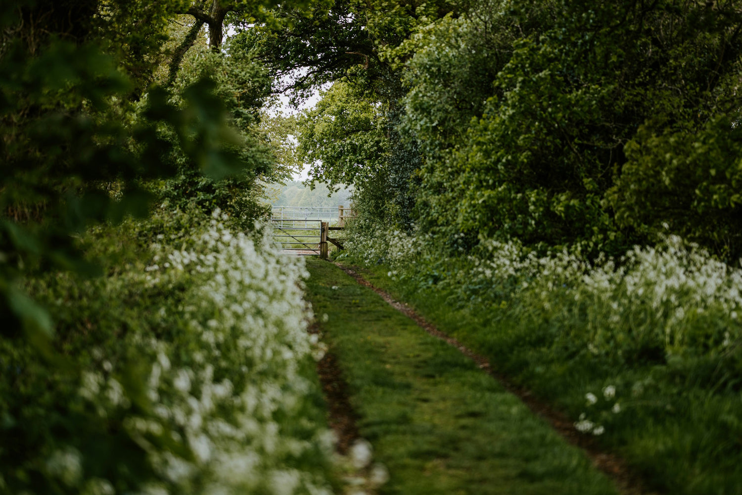 Pathway through a forest with white flowers on either side
