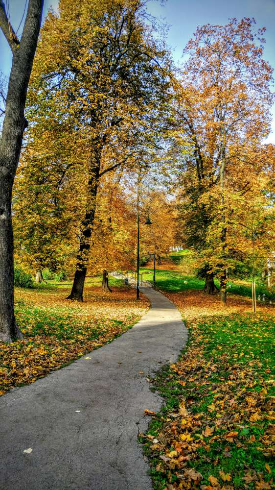 Pathway through a park with trees displaying autumn foliage